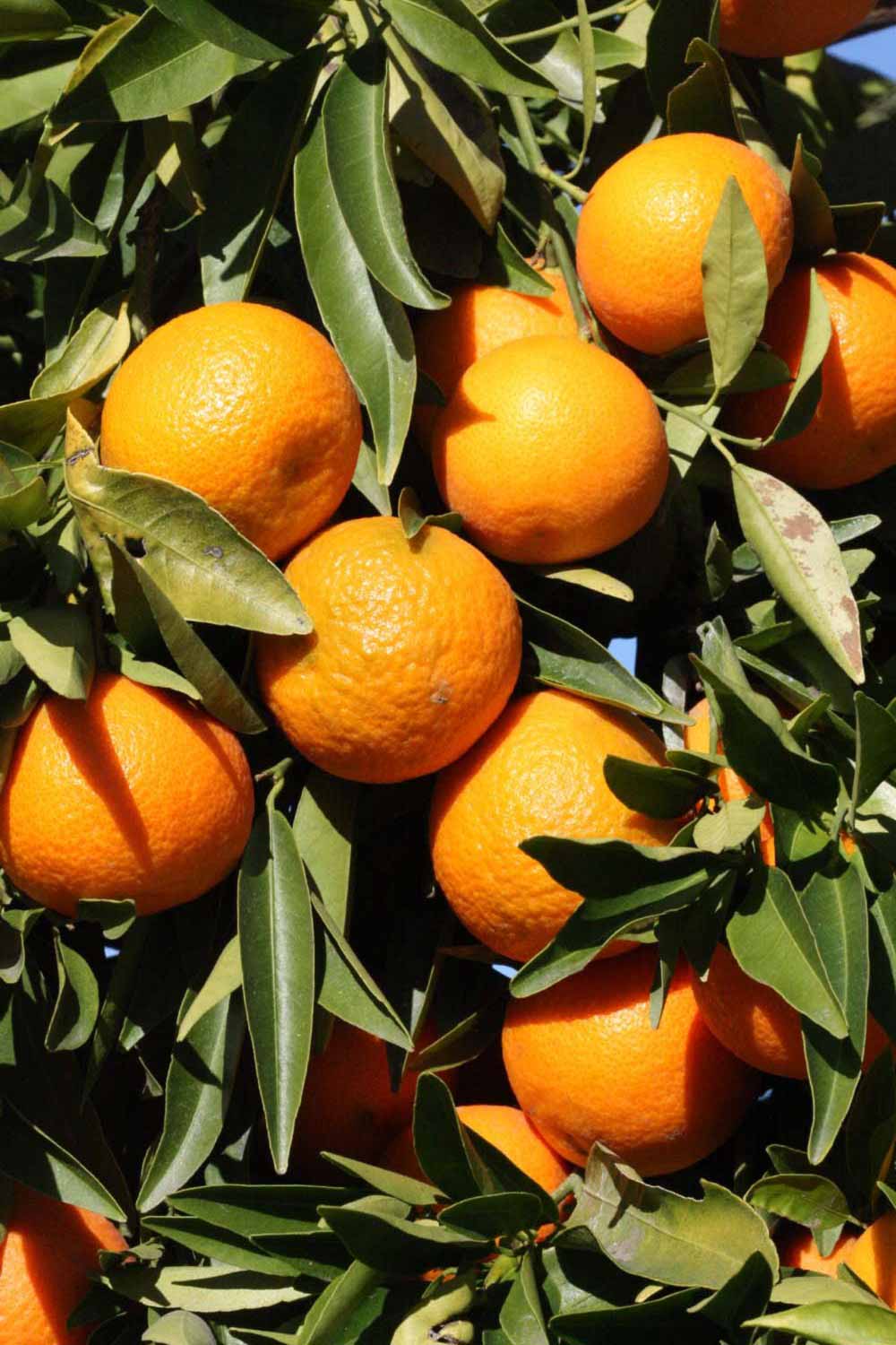              Fruit (SRA 63, Riverside, CA)       